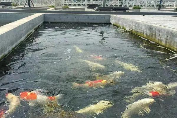 鱼塘结冰时鱼会缺氧吗,鱼不会缺氧