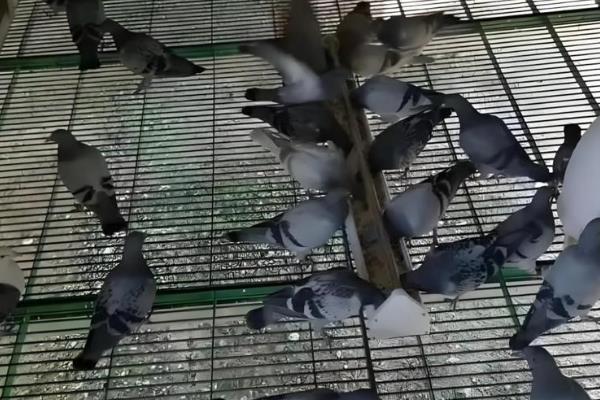 赛鸽归巢率低的原因,可能是鸽舍磁场紊乱所致