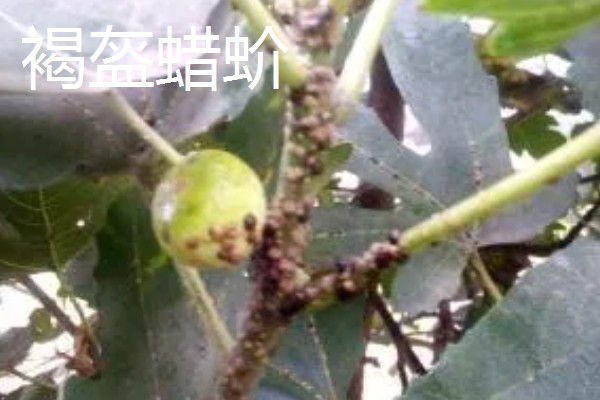 开心果的产地，主产于我国新疆和叙利亚、伊朗等国家