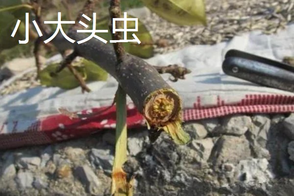开心果的产地，主产于我国新疆和叙利亚、伊朗等国家