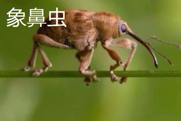 开心果的产地，主产于我国新疆和叙利亚、伊朗等国家