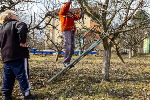 开心果的产地，主产于我国新疆和叙利亚、伊朗等国家