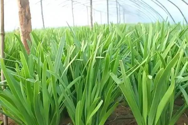 韭菜叶为什么越长越细,主要是收割太勤、施肥不当、土壤板结所致