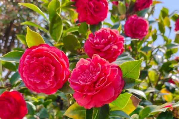 茶花如何养殖，要将自来水酸化之后再浇水