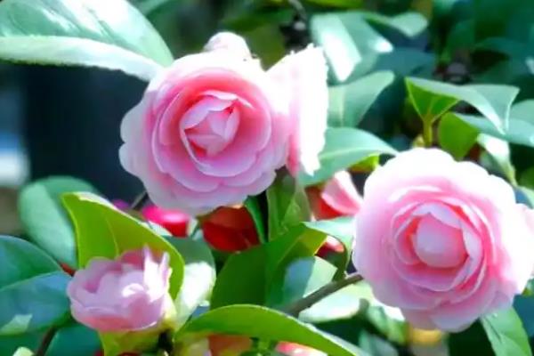 茶花如何养殖，要将自来水酸化之后再浇水