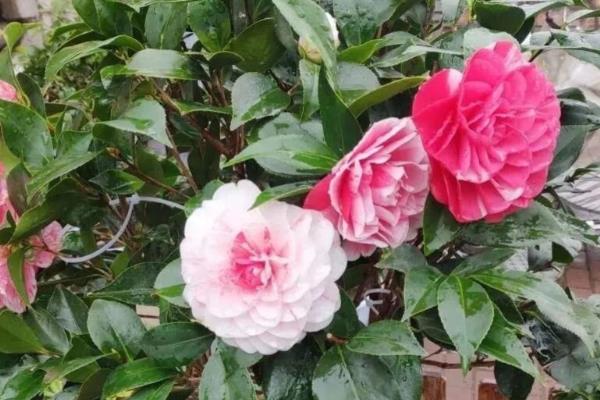 茶花如何养殖，要将自来水酸化之后再浇水