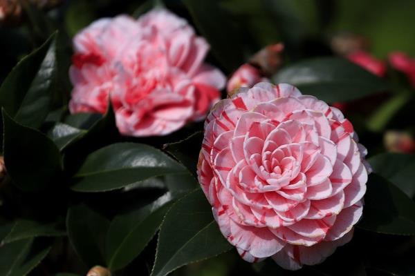 茶花如何养殖，要将自来水酸化之后再浇水