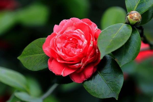 茶花如何养殖，要将自来水酸化之后再浇水