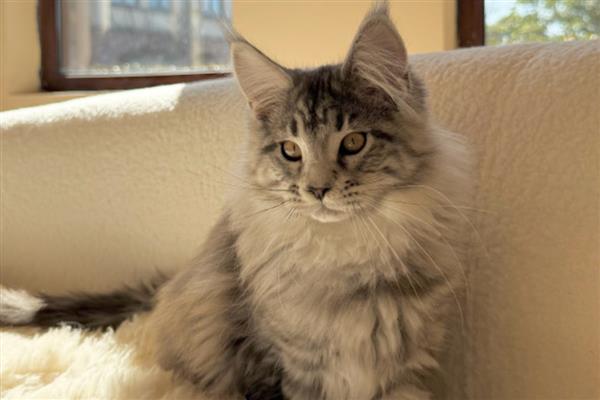 猫口腔炎可以自愈吗,一般难以自愈