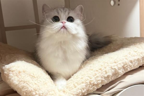 猫口腔炎可以自愈吗,一般难以自愈