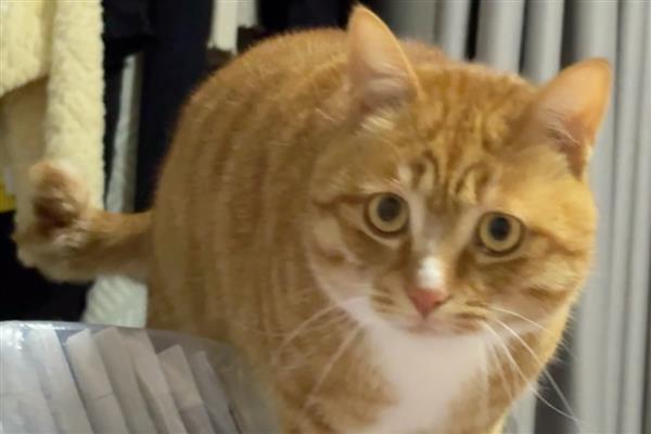 猫口腔炎可以自愈吗,一般难以自愈