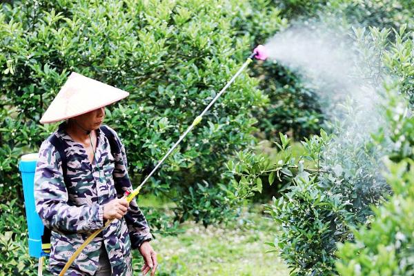 氯氟啶虫脒的药效是多少天，要根据使用作物决定