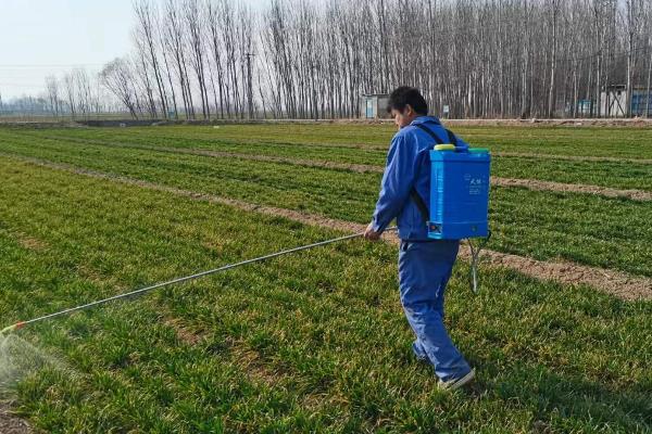 燕麦的田间管理方法,播种出苗后到达幼苗期时做好除草工作
