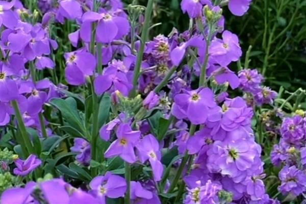 紫罗兰的品种,可以按花期、园艺品种等区分