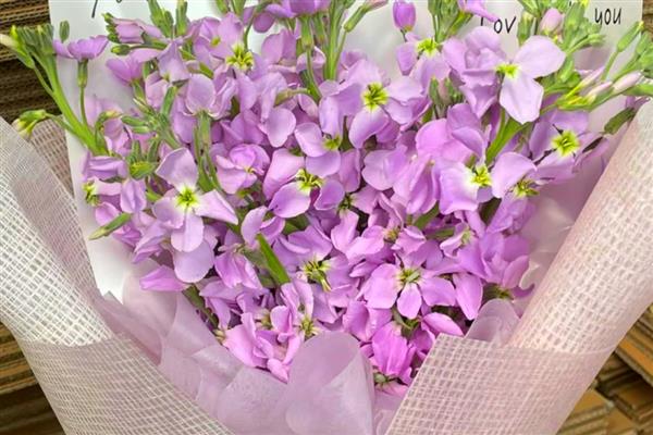 紫罗兰的品种,可以按花期、园艺品种等区分