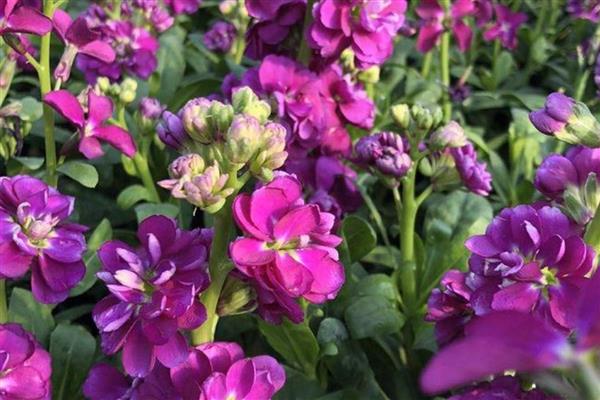 紫罗兰的品种,可以按花期、园艺品种等区分