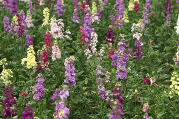 紫罗兰的品种,可以按花期、园艺品种等区分