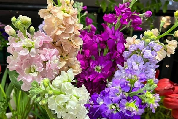 紫罗兰的品种,可以按花期、园艺品种等区分