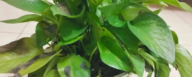 绿萝吊兰叶子出现黑斑的原因，可能是积水所致