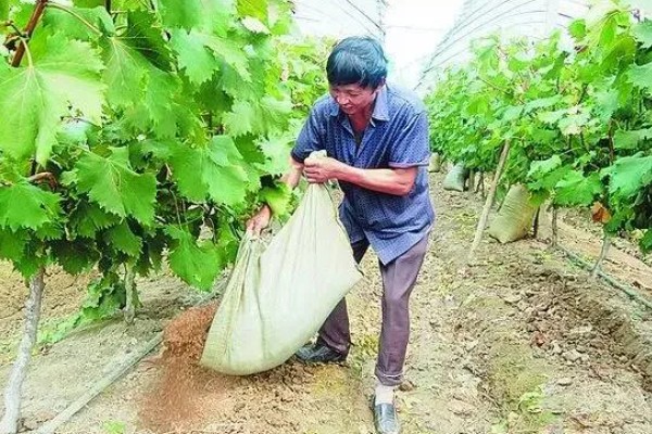 葡萄生长需要什么肥料，需要含氮、磷、钾元素的肥料