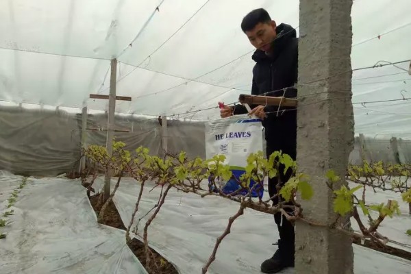 葡萄生长需要什么肥料，需要含氮、磷、钾元素的肥料