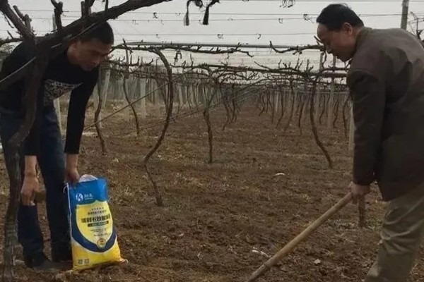 葡萄生长需要什么肥料，需要含氮、磷、钾元素的肥料