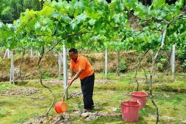 葡萄生长需要什么肥料，需要含氮、磷、钾元素的肥料