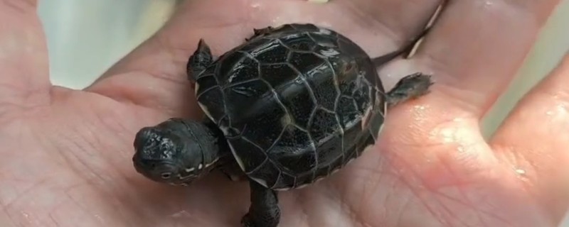 草龟能放生吗，幼年的草龟不建议放生