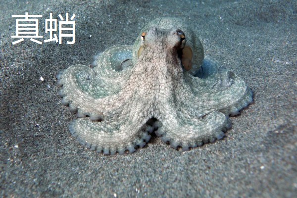 章鱼的常见种类有哪些，有真蛸、短蛸等