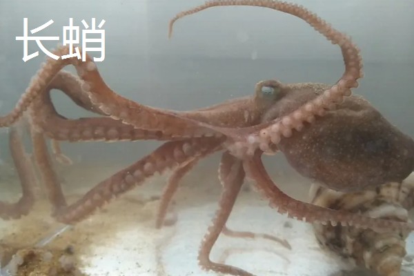 章鱼的常见种类有哪些，有真蛸、短蛸等