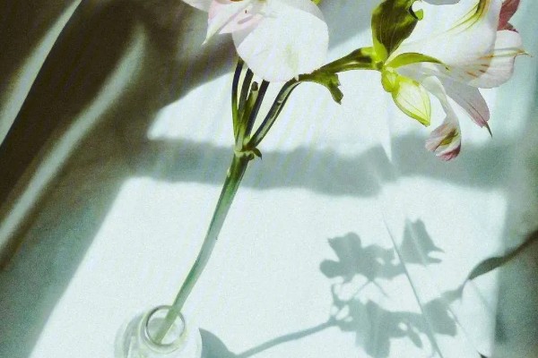百合水养放多少水，要让切面浸入水中