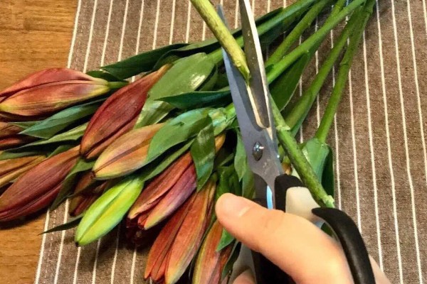 百合水养放多少水，要让切面浸入水中