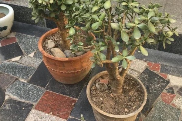玉树怎样养才可以长得快,适宜的生长温度在20-30℃