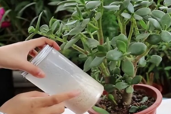 玉树怎样养才可以长得快,适宜的生长温度在20-30℃