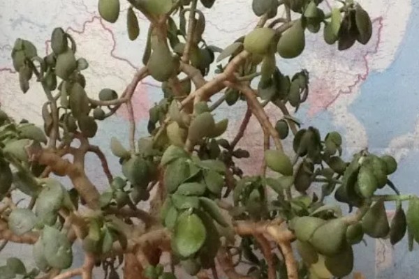 玉树怎样养才可以长得快,适宜的生长温度在20-30℃