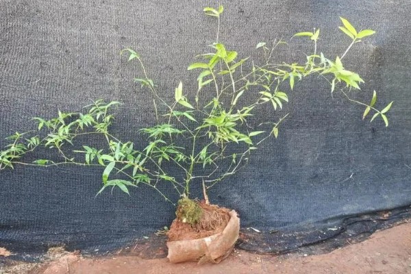 小叶簕竹的种植方法,选择中性或酸性砂质土壤种植