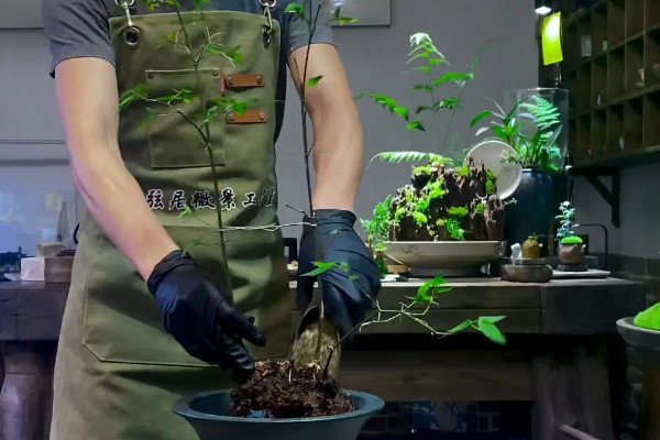 小叶簕竹的种植方法,选择中性或酸性砂质土壤种植
