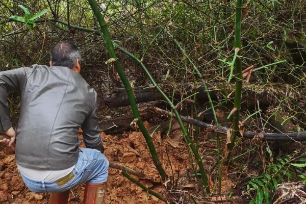 小叶簕竹的种植方法,选择中性或酸性砂质土壤种植
