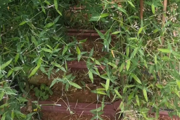 小叶簕竹的种植方法,选择中性或酸性砂质土壤种植