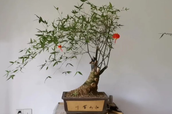 小叶簕竹的种植方法,选择中性或酸性砂质土壤种植