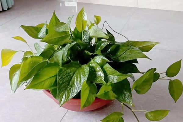 绿萝吊兰叶子出现黑斑的原因,可能是积水所致