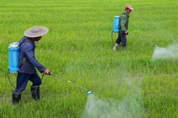 怎么用农药防治病害，根据防治对象决定所用药物