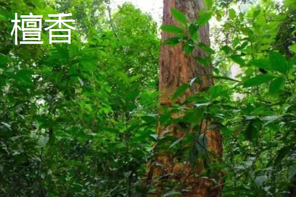 沉香与檀香的区别是什么，本质和珍贵度均不同