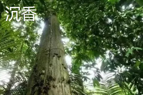 沉香与檀香的区别是什么，本质和珍贵度均不同