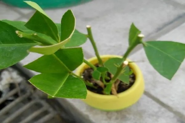 柠檬树怕不怕冷，温度不低于零下3℃即可