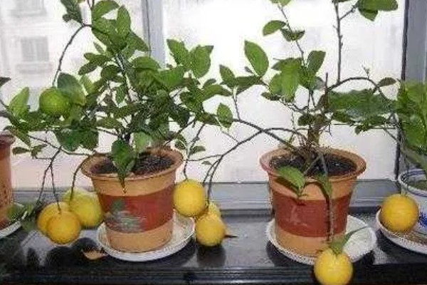 柠檬树怕不怕冷，温度不低于零下3℃即可