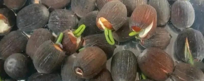 荷花种子如何破壳，可以人工的为种子磨皮