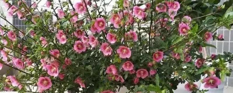 小木槿枯萎了怎么处理，需要为其改善光照