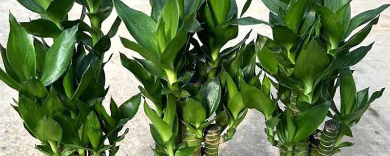 富贵竹太高了如何修剪，将过高的植株剪掉