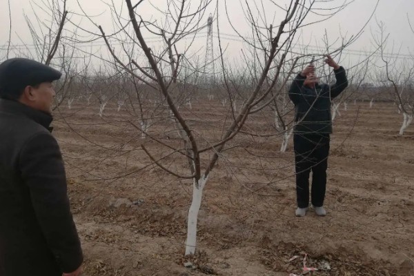 桃树怎么修剪,常用以下四种方式